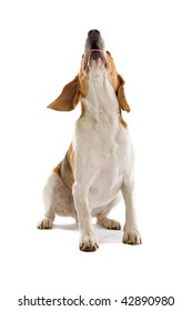 Beagle Dog Isolated On A White Background