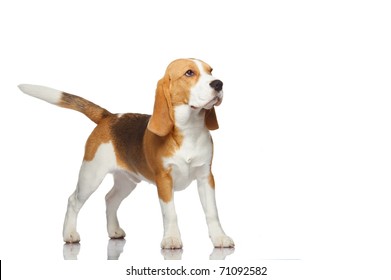 Beagle Dog Isolated On White Background Stock Photo 71092582 | Shutterstock