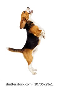 Beagle Dog Jumping Up On A White Background