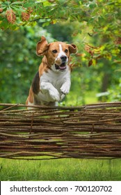 Beagle Dog Jumping Over The Fence