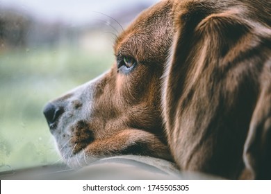 A Beagle Dog Lies On A Pillow And Looks Thoughtfully Out The Window, It Is Raining Outside. A Sad, Bored Look. Dark Tones