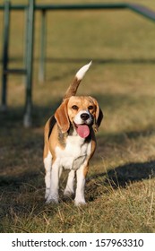 Beagle Dog Looking Alert With Tail Up In Park 