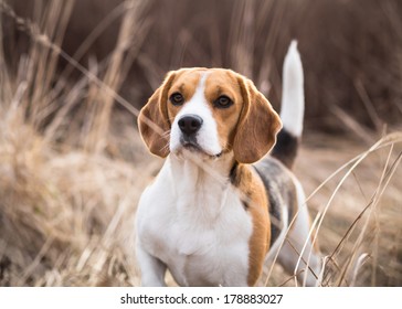 Beagle Dog Looking Alert With Tail Up