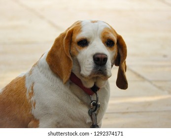 Beagle Dog Looking Camera Stock Photo (Edit Now) 1292374171