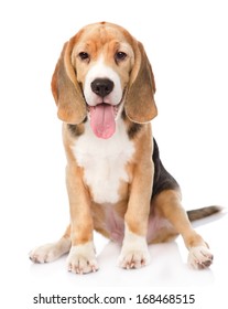 Beagle dog looking at camera. isolated on white background - Shutterstock ID 168468515