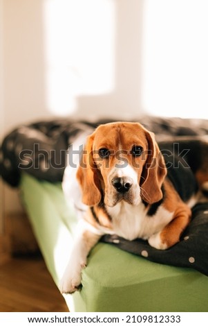 Beagle Dog looking at the camera. Dog lies on the bed in the room