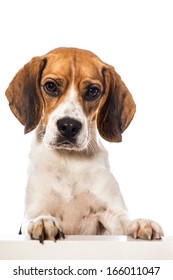 Beagle Dog Looking Over A Wall