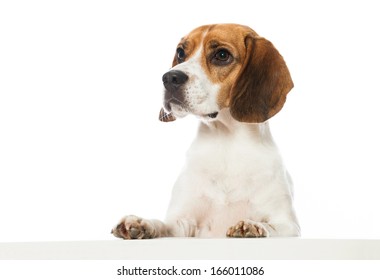 Beagle Dog Looking Over A Wall