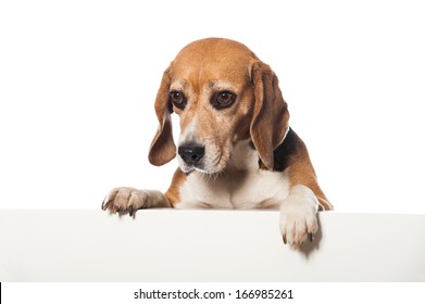 Beagle Dog Looking Over A Wall