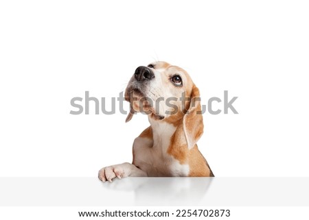A beagle dog looking up with paws hanging over white table. Isolated on white background. Copy space. Suitable for collage and banner making and any other design