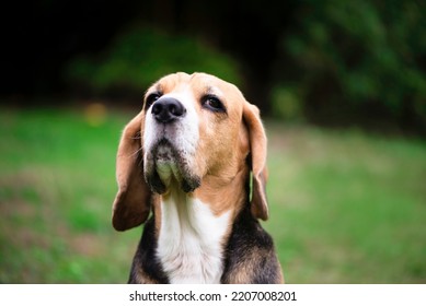 Beagle Dog Looks Seriously, Face Close-up