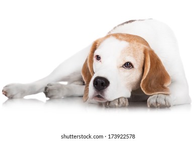 Beagle Dog Lying Down