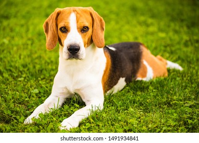 31++ Anjing beagle mix golden information