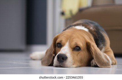Beagle dog lying down waiting for owner with sad face. Sick dog. Beagle lying on the floor. - Shutterstock ID 2253461355