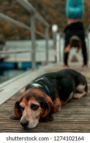 Beagle Dog Lying With Girl In Background Doing Handstand