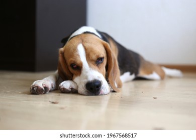 The Beagle Dog Is Lying On The Floor Sad, Sick, Bored And Waiting For The Owner