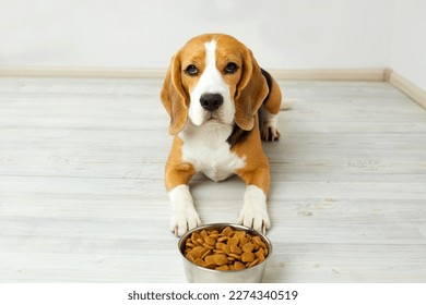 A beagle dog is lying on the floor next to a bowl of dry food. Waiting for feeding. - Powered by Shutterstock