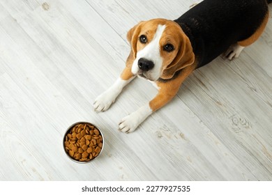 The beagle dog is lying on the floor and looking at a bowl of dry food. Waiting for feeding. Top view.