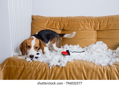 The Beagle Dog Is Making A Mess