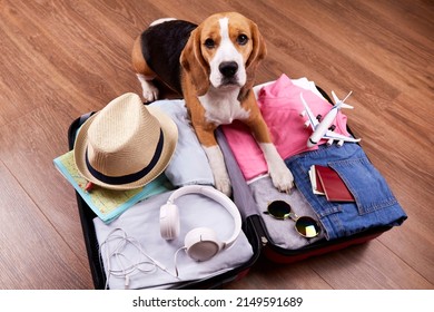 A beagle dog next to an open suitcase with clothes and vacation items. Summer travel, preparation for the trip, packing of luggage.