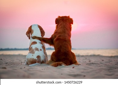 Beagle dog and nova scotia duck tolling retriever friends watching the sunset on a beach at the seaside. Two dogs hugging together. 
