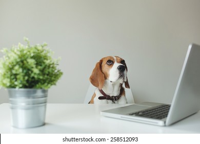 Beagle Dog At The Office Table With Laptop Over White Background