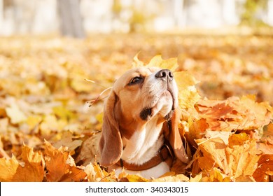 Beagle Dog On Autumn Leaves