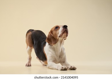 beagle dog on a beige background. Happy pet in the studio play - Powered by Shutterstock