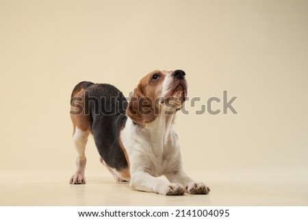 beagle dog on a beige background. Happy pet in the studio play Сток-фото © 