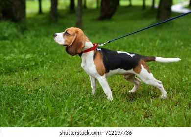 Beagle dog on blue leash, pull blue lead, want to run and play. Lovely puppy stay in park.