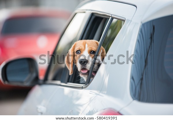 beagle dog, beagle dog on\
car windows