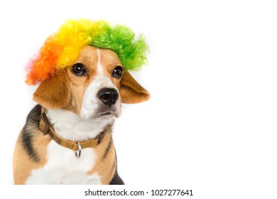 Beagle Stock Photos Images Photography Shutterstock