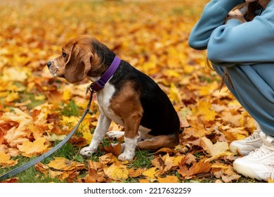 Beagle Dog On A Leash In Profile. Autumn Background.