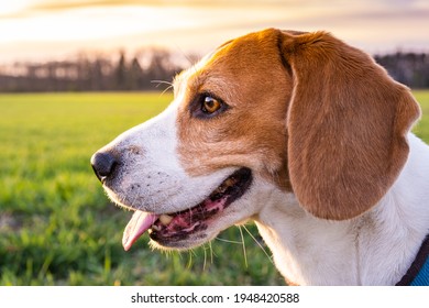 Beagle dog on Rural area. RSunset in nature - Shutterstock ID 1948420588