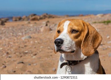 Beagle dog on sea beach