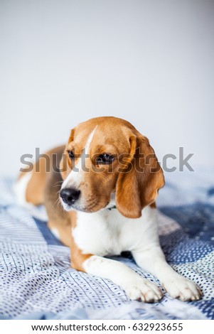 Beagle dog on white background at home lies on bed. Funny happy beagle 
