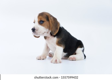 Beagle Dog One Month Old Sitting Stock Photo 1557599432 | Shutterstock