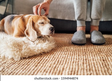 Beagle dog owner caress stroking his pet lying on the natural stroking dog on the floor and enjoying the warm home atmosphere.