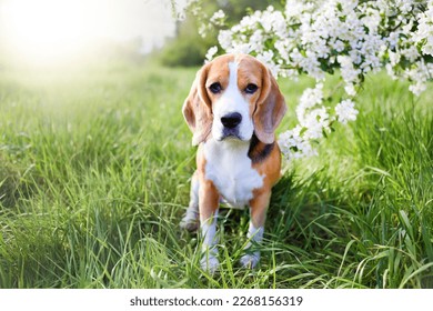 A beagle dog in the park in a sunny clearing near a blooming apple tree. Spring background. - Shutterstock ID 2268156319