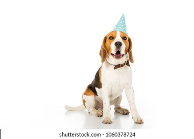 Beagle Dog In Party Cone Isolated On White