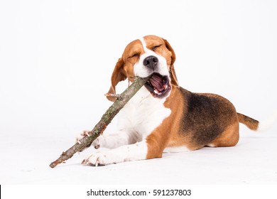 Beagle dog play with stick