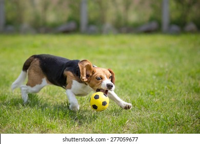 Beagle Dog Playing Football