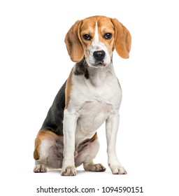 Beagle dog in portrait against white background