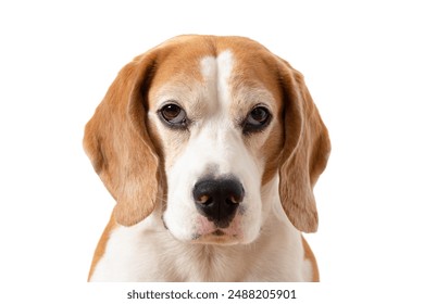 Beagle dog portrait. Close-up view of beagle breed dog head looking at camera isolated on white background - Powered by Shutterstock