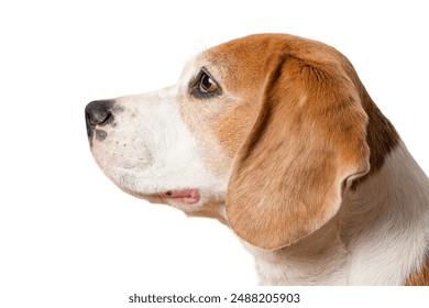 Beagle dog portrait. Side view of beagle breed dog head isolated on white background - Powered by Shutterstock