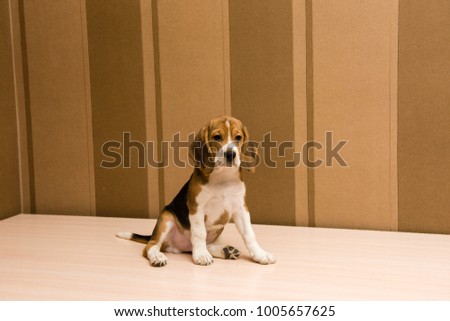 Beagle dog posing infront of the wall