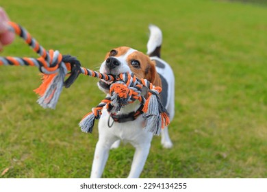 A beagle dog pulls a rope and plays tug-of-war with his master. A dog plays tug of war with a rope. Playful dog with toy. Tug of war between master and beagle dog.