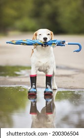 Beagle Dog In Rain Boots Holding An Umbrella