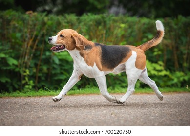 1,864 Trotting dog Images, Stock Photos & Vectors | Shutterstock