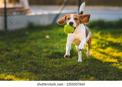 Beagle dog runs in garden towards the camera with green ball. Sunny day dog fetching a toy. Copy space. - Shutterstock ID 1355037665